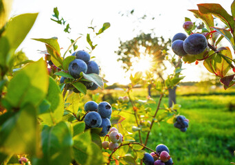 Blueberry bush on bright sunny background. Blueberries ripening on farm. Blueberries hang on shrub branch while ripening. Fresh blueberrys on branch on sunset. Sweet blue berry on berry farm.