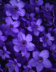 Colorful flowers closeup