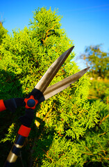 Cutting branches on Arborvitae use Garden Shears. Trimming Ornamental thuja in garden. Cut branch use Long Handle Hedge Shears. Pruning tree with clippers on backyard. Pruning  tools. Landscapeng.