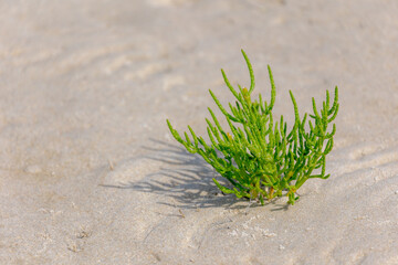 Selective focus of green plant on the seashore, Salicornia europaea known as marsh samphire, Common glasswort or just glasswort is a halophytic annual dicot flowering plant, Nature greenery background