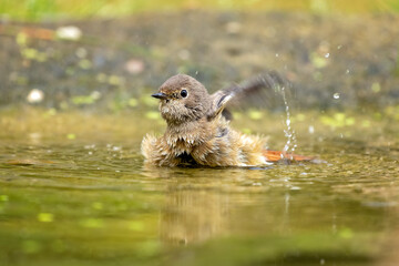 common redstart having a bath