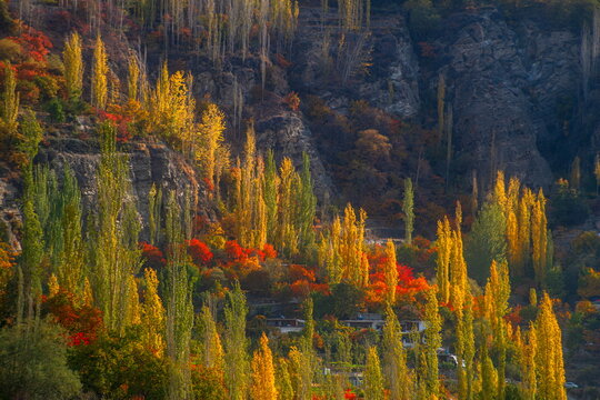 View of golden and red autumn trees clinging to the steep, rocky hillside under the vast sky, a natural tapestry of colors, Hunza Nagar, Gilgit Baltistan, Pakistan.