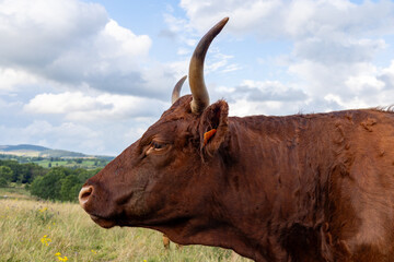Vaches Salers, Cantal