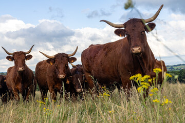 Vaches Salers, Cantal Auvergne 
