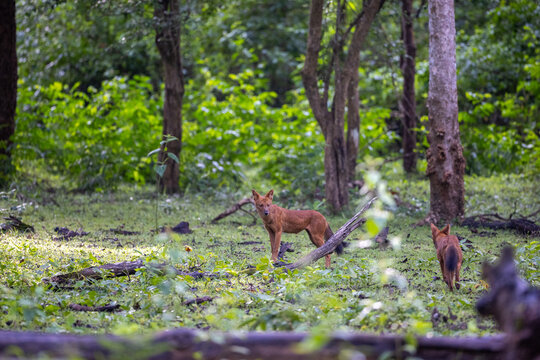 Wild Dog (Dhole) - photographed in Kabini (India)