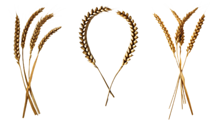 Wheat ears in V-shape, circular wreath, and bunch on background grain cereal isolated on a transparent background