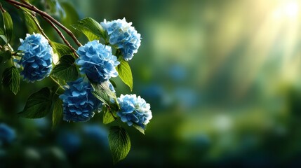 A stunning display of blue hydrangeas gracefully captured in soft, diffused light, representing beauty and serenity in a vibrant, natural setting amidst lush greenery.