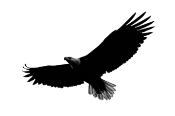 A bold eagle silhouette in flight showing strong wing span and cutout details, isolated on transparent background.
