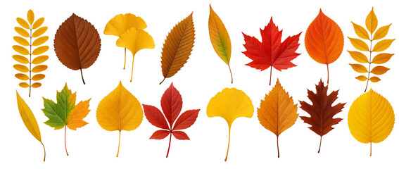 Obraz premium Vibrant Autumn Leaves Collection