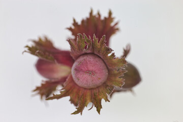 nicht ganz reife Haselnuss