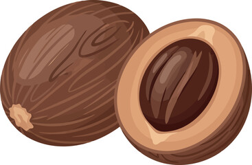 Whole and halved nutmeg seed spice ingredient isolated on white vector