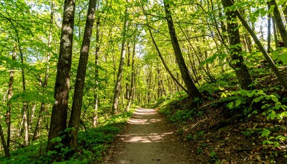 Obraz premium Sunlit path through woods