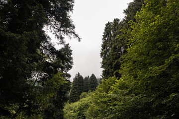 Overcast sky and lush forest in the summer