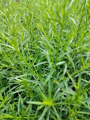 Obraz premium green grass in the garden