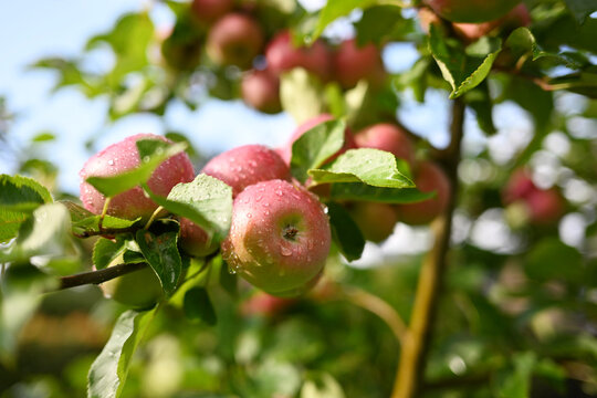Fresh ripe apples glistening with morning drops