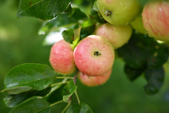 Fresh ripe apples glistening with morning drops