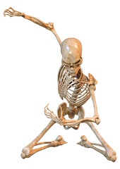 3D Rendering Human Skeleton on White