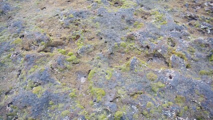 Close-up view of seaweed growing on coral reef in shallow water.