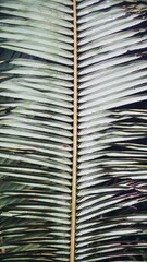 Close-up of tropical palm leaves in natural sunlight