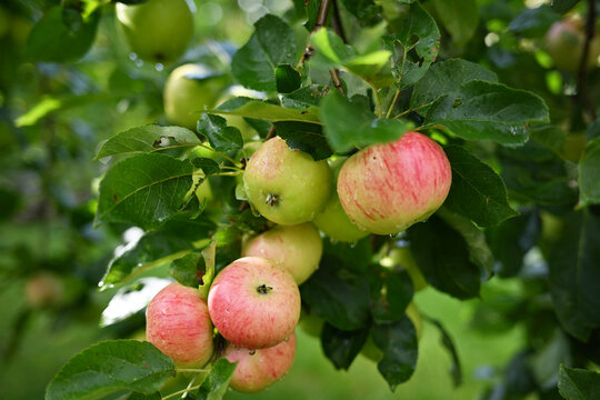 Fresh ripe apples glistening with morning drops