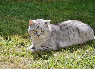Britischer Kater mit Flauschefell im Garten