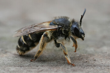 Closeup on a female purple loosestrife bee, Melitta nigricans on wood