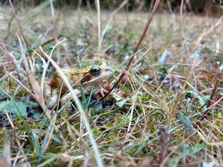 Macro photo of a European common frog with sharp focus on its eye, surrounded by blurred green garden grass and foliage.