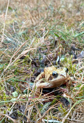 Close-up of a European common frog camouflaged in wet garden foliage, blending naturally into green leaves and brown tones.