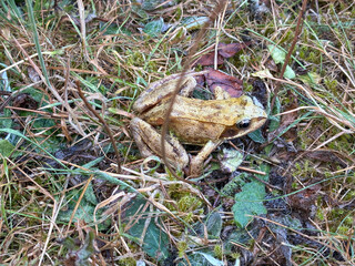 Close-up of a European common frog camouflaged in wet garden foliage, blending naturally into green leaves and brown tones.