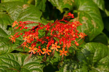 Flowers of glorybower Clerodendrum sp. Son Tra Natural Reserve. Son Tra Peninsula. Da Nang. Vietnam.
