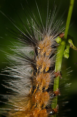Caterpillar of the moth Spilarctia sp. Son Tra Natural Reserve. Son Tra Peninsula. Da Nang. Vietnam.