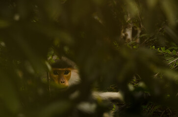 Red-shanked douc Pygathrix nemaeus in the forest. Son Tra Natural Reserve. Son Tra Peninsula. Da Nang. Vietnam.