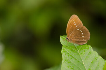 Large faun Faunis eumeus. Son Tra Natural Reserve. Son Tra Peninsula. Da Nang. Vietnam.