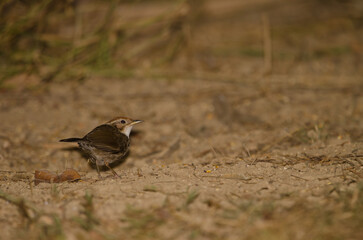 Puff-throated babbler Pellorneum ruficeps. Cat Tien National Park. Vietnam.