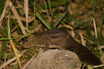 Berdmore's ground squirrel Menetes berdmorei. Cat Tien National Park. Vietnam.