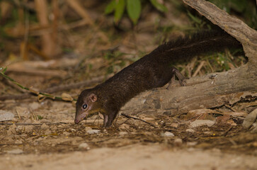 Northern treeshrew Tupaia belangeri. Cat Tien National Park. Vietnam.