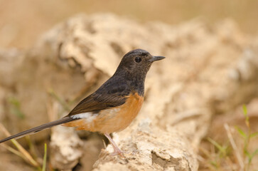 Female white-rumped shama Copsychus malabaricus macrourus. Cat Tien National Park. Vietnam.