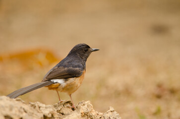 Female white-rumped shama Copsychus malabaricus macrourus. Cat Tien National Park. Vietnam.