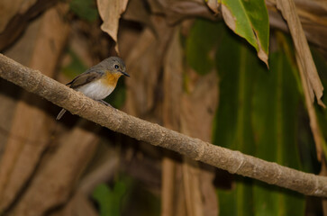 Female Tickell's blue flycatcher Cyornis tickelliae indochina. Cat Tien National Park. Vietnam.