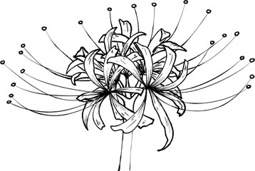 higanbana spider lily flower 