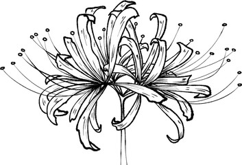 higanbana spider lily flower 