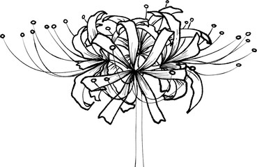 higanbana spider lily flower 