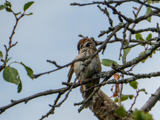 A small sparrow perches on branch.
