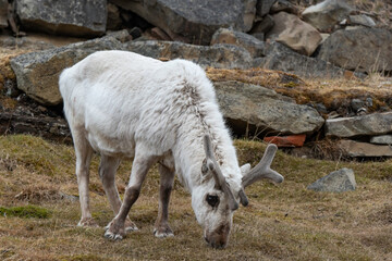 Renne du Spitzberg, Renne de Svalbard, Rangifer tarandus platyrhynchus, Spitzberg, Svalbard, Norvège