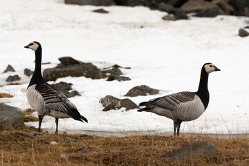 Bernache nonnette, Branta leucopsis, Barnacle Goose, Longyearbyen, Spitzberg, Svalbard, Norvège