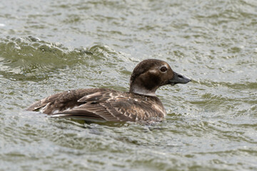 Harelde boréale, Clangula hyemalis, Long tailed Duck, Spitzberg, Svalbard, Norvège