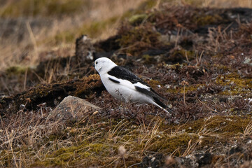 Bruant des neiges,Plectrophenax nivalis, Snow Bunting, Spitzberg, Svalbard, Norvège