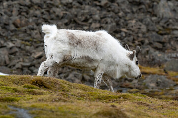 Obraz premium Renne du Spitzberg, Renne de Svalbard, Rangifer tarandus platyrhynchus, Spitzberg, Svalbard, Norvège