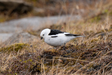 Bruant des neiges,Plectrophenax nivalis, Snow Bunting, Spitzberg, Svalbard, Norvège