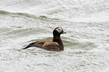Harelde boréale, Clangula hyemalis, Long tailed Duck, Spitzberg, Svalbard, Norvège